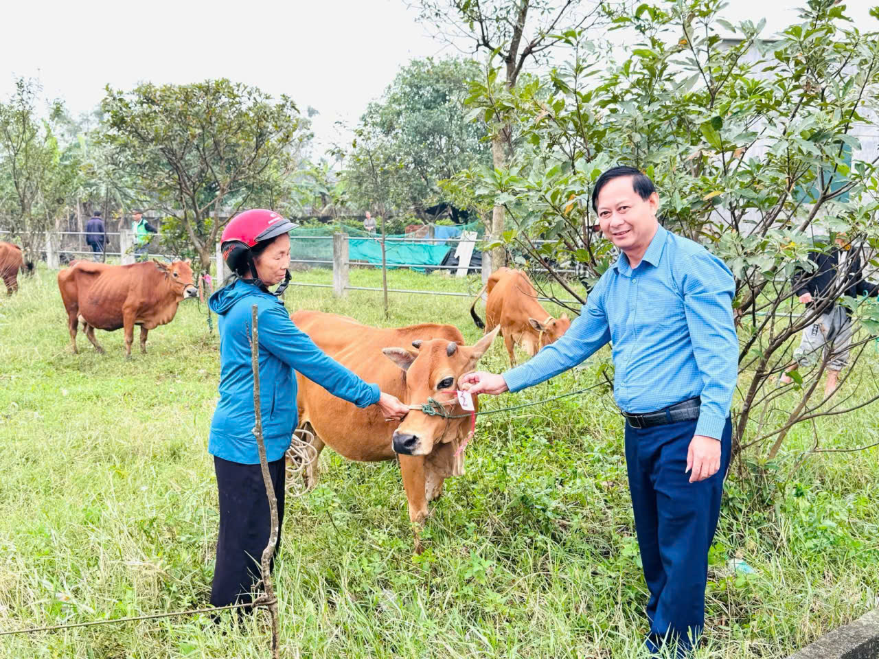 CẨM TRUNG BÀN GIAO DỰ ÁN “MÔ HÌNH CHĂN NUÔI BÒ” THUỘC CHƯƠNG TRÌNH MTQG GIẢM NGHÈO BỀN VỮNG NĂM 2025